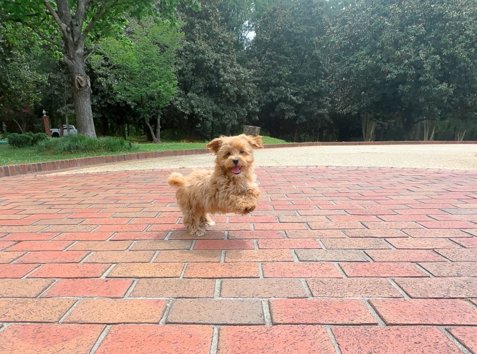 Cute Maltipoo Baby