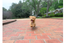 Maltipoo Puppy for Adoption