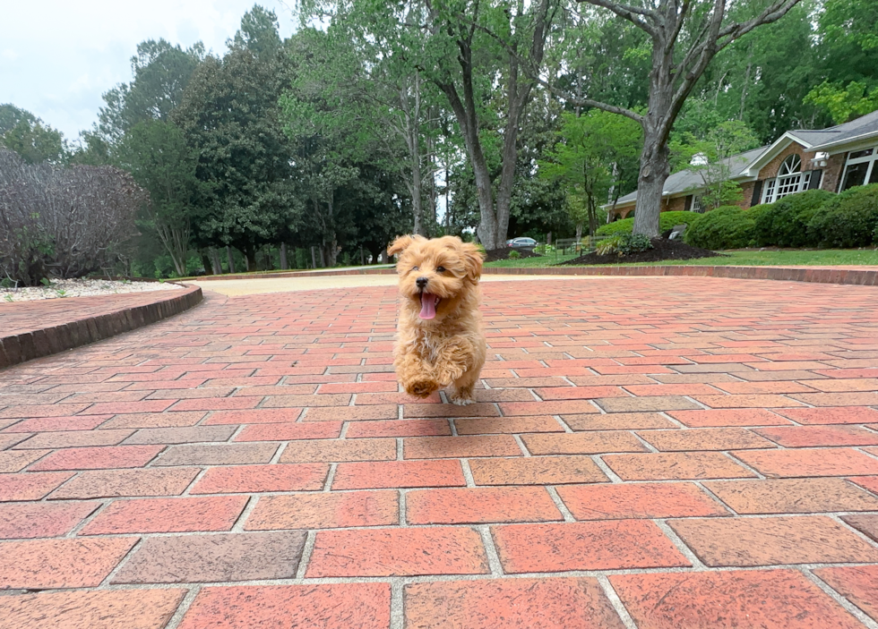 Maltipoo Puppy for Adoption