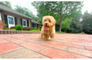 Cute Malt a Poo Poodle Mix Puppy