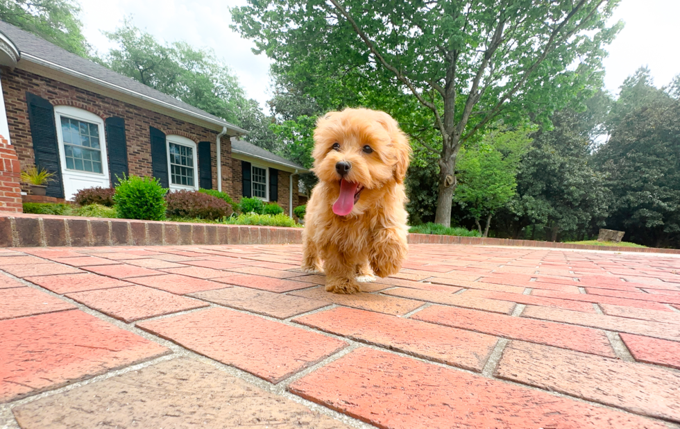 Cute Malt a Poo Poodle Mix Puppy