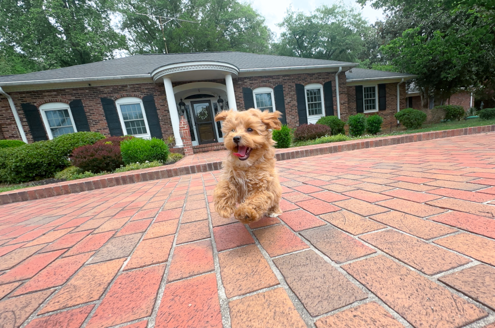 11 week old Maltipoo Puppy For Sale - Simply Southern Pups