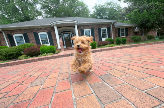 Cute Malt a Poo Poodle Mix Puppy