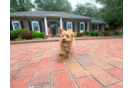Cute Maltipoo Poodle Mix Pup