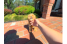 Maltipoo Pup Being Cute