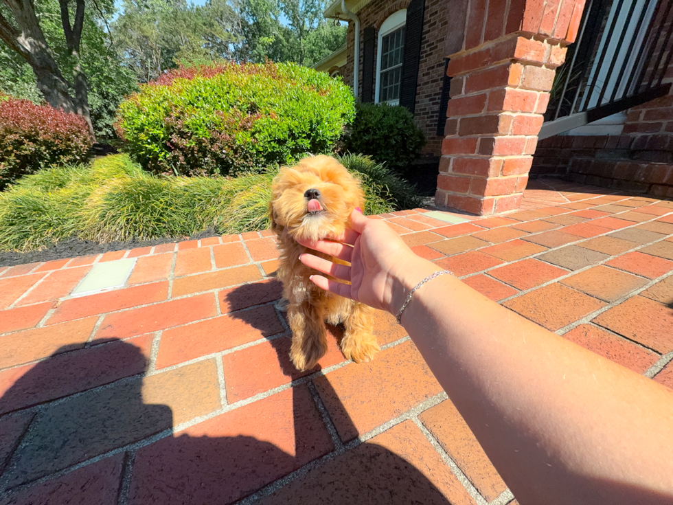 Maltipoo Pup Being Cute