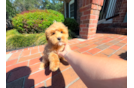 Cute Maltipoo Poodle Mix Pup