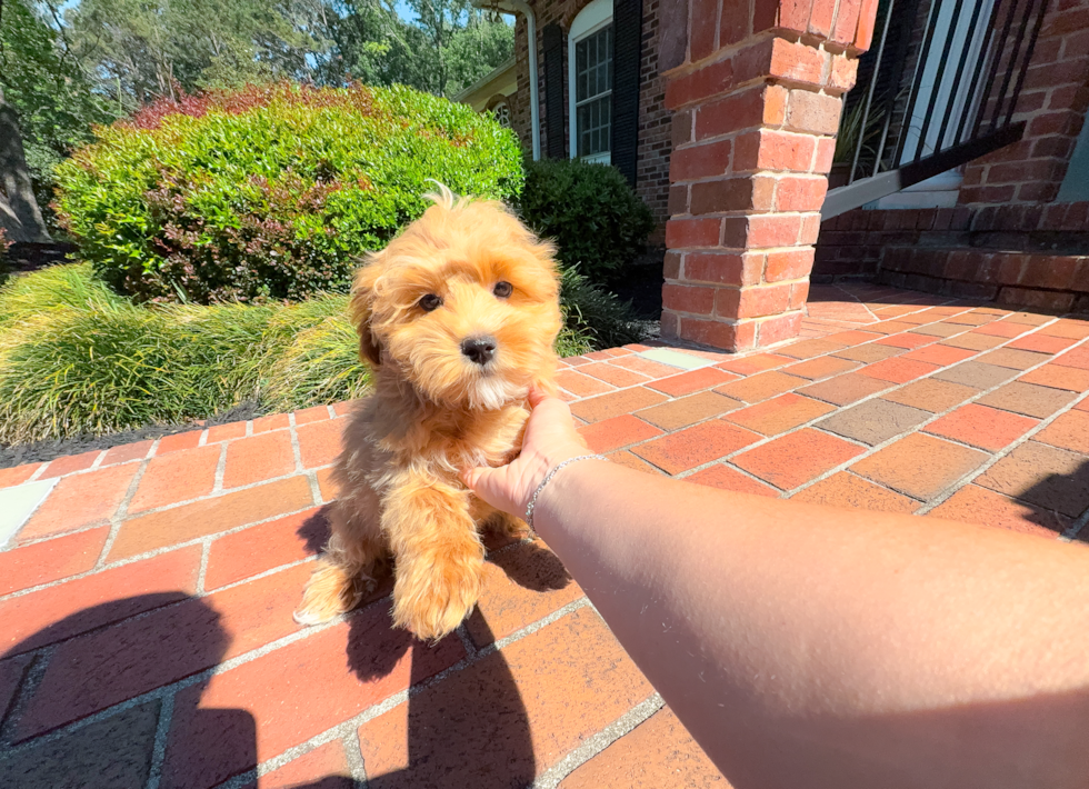 Cute Maltipoo Poodle Mix Pup