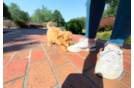 Cute Malt a Poo Poodle Mix Puppy