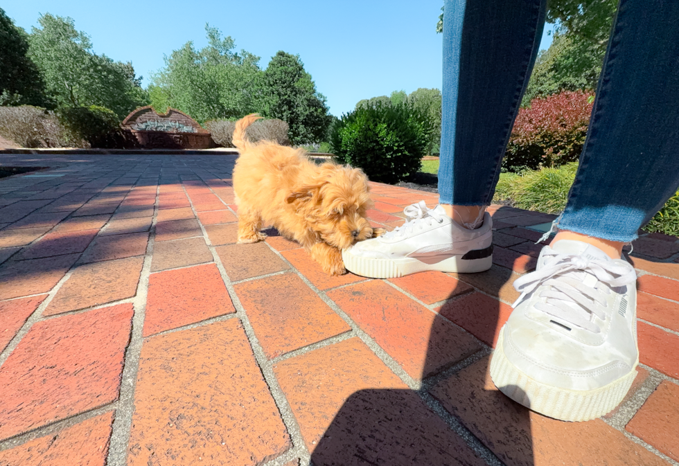 Cute Malt a Poo Poodle Mix Puppy