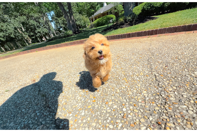 Maltipoo Puppy for Adoption