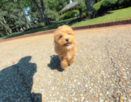 13 week old Maltipoo Puppy For Sale - Simply Southern Pups
