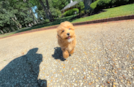 Maltipoo Puppy for Adoption
