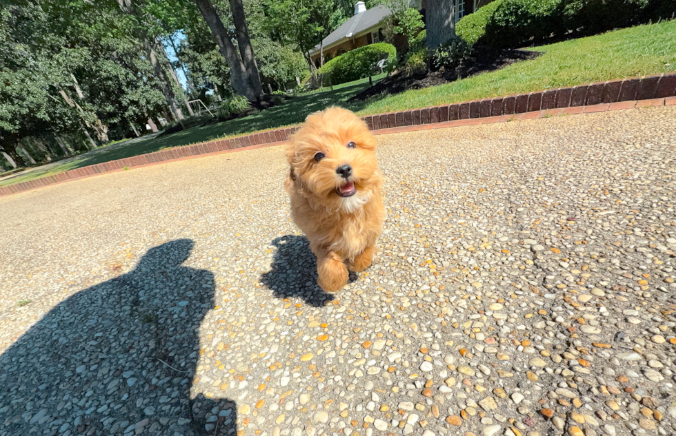 Maltipoo Puppy for Adoption