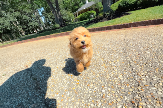 Maltipoo Puppy for Adoption