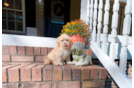 Cute Maltipoo Baby