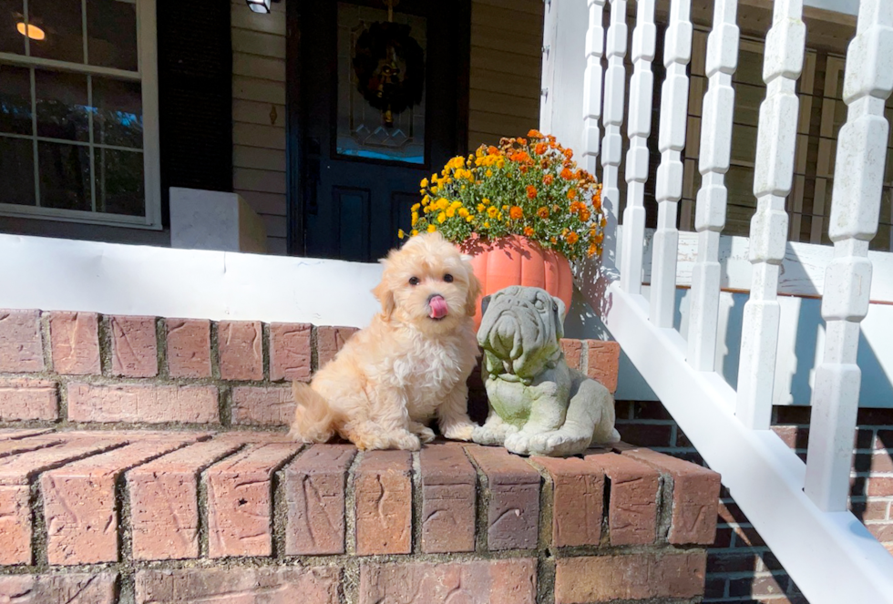 Cute Maltipoo Baby