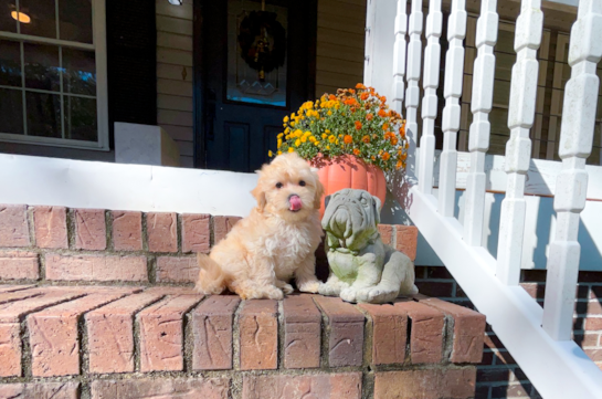 Cute Maltipoo Baby