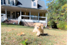 Maltipoo Puppy for Adoption