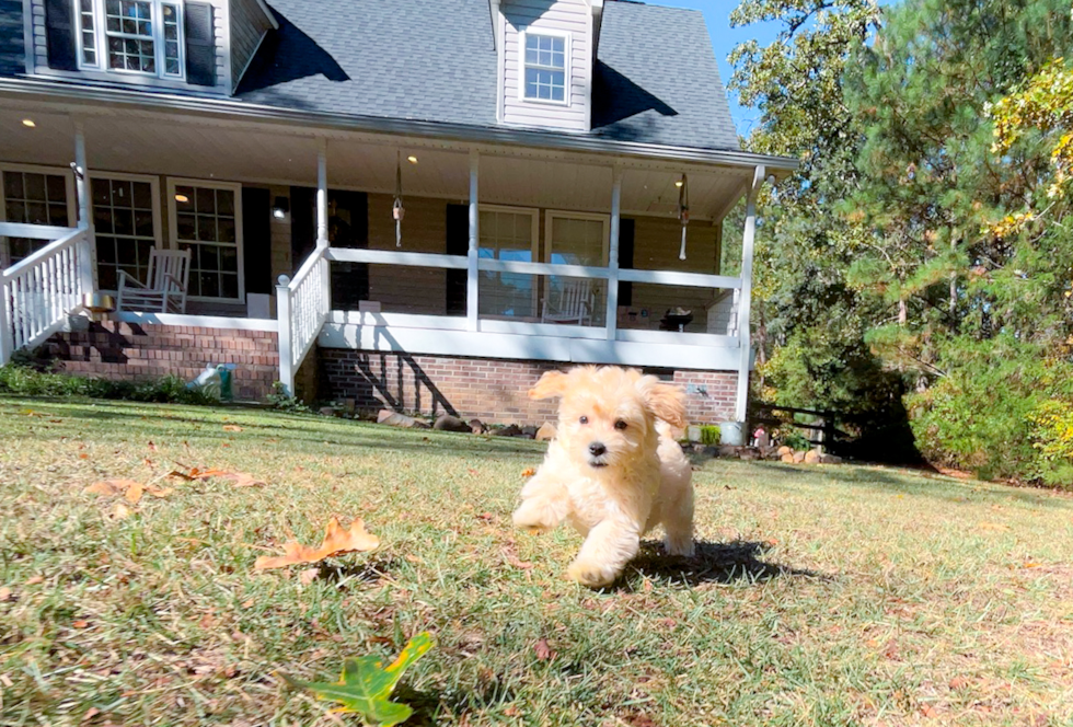 Maltipoo Puppy for Adoption