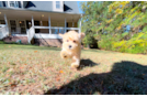 Maltipoo Pup Being Cute