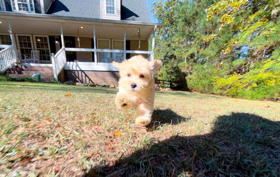 Maltipoo Pup Being Cute