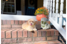Cute Maltipoo Baby