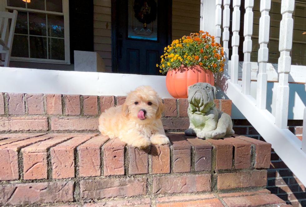 Cute Maltipoo Baby