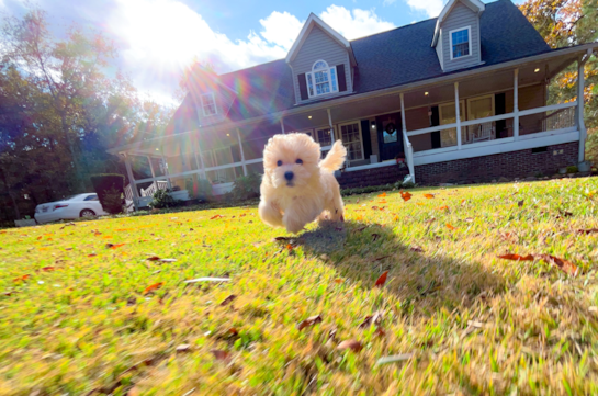 Cute Maltipoo Poodle Mix Pup