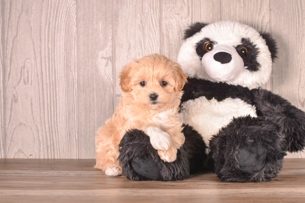 Cute Maltipoo Poodle Mix Pup