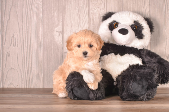 Cute Maltipoo Poodle Mix Pup