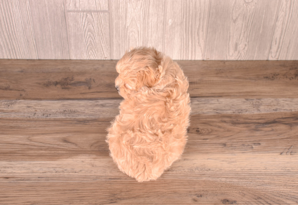Cute Malt a Poo Poodle Mix Puppy