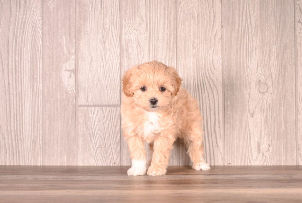 Cute Maltipoo Baby