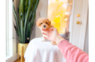 Maltipoo Puppy for Adoption