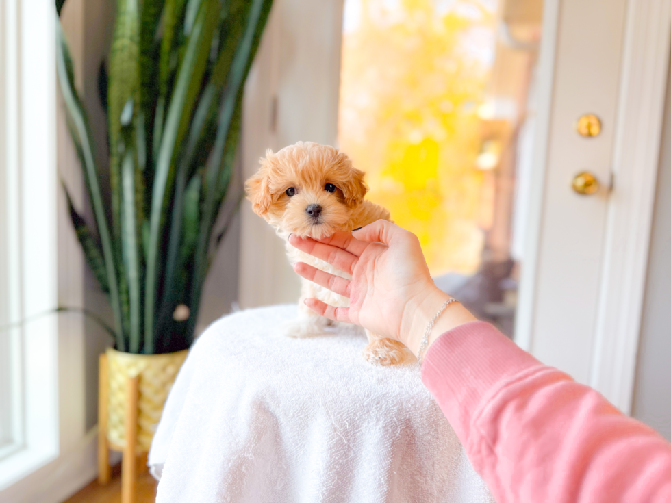 Maltipoo Puppy for Adoption