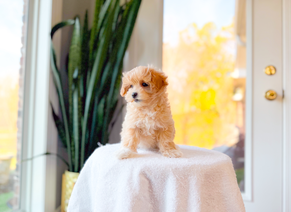 Maltipoo Pup Being Cute