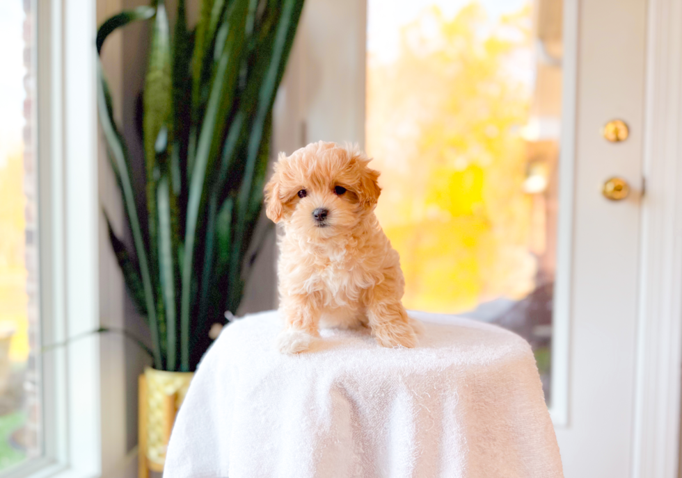 Maltipoo Pup Being Cute