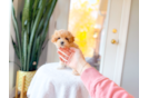 Cute Maltipoo Baby