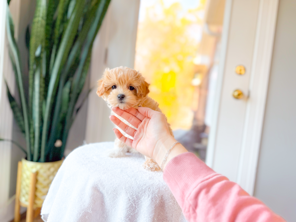 Cute Maltipoo Baby