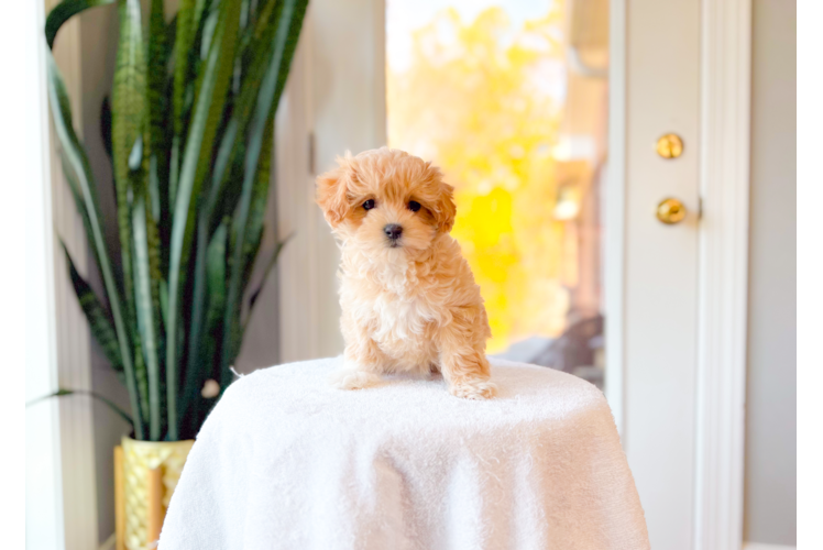 Best Maltipoo Baby