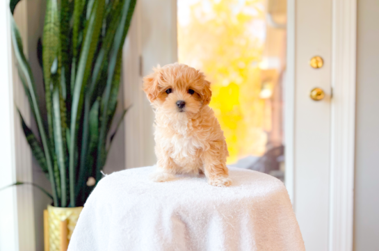 Best Maltipoo Baby