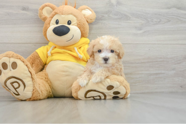 Maltipoo Pup Being Cute