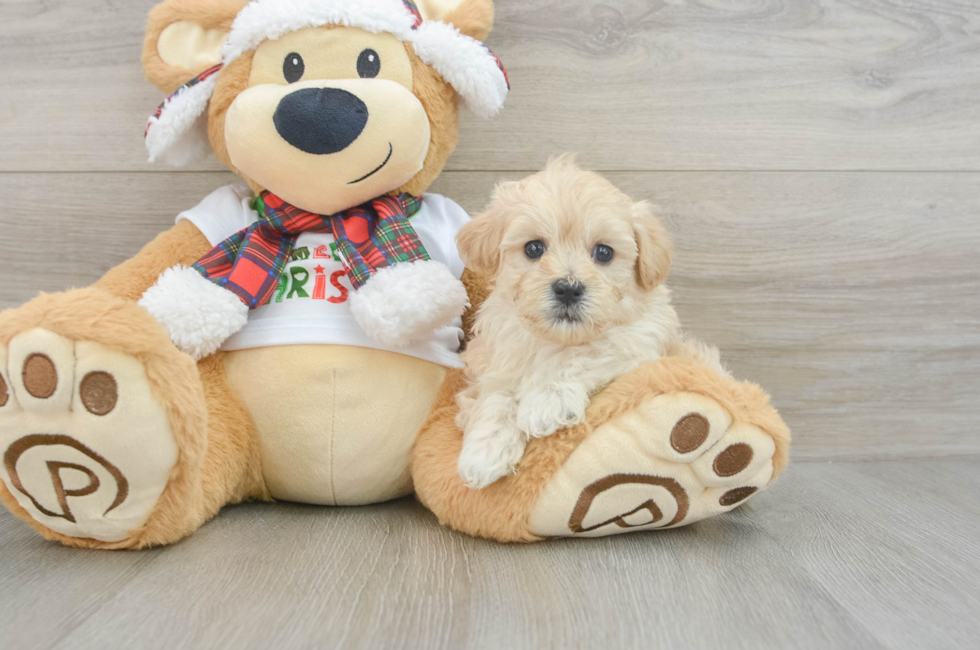 6 week old Maltipoo Puppy For Sale - Simply Southern Pups