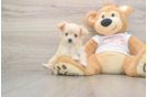 Best Maltipoo Baby