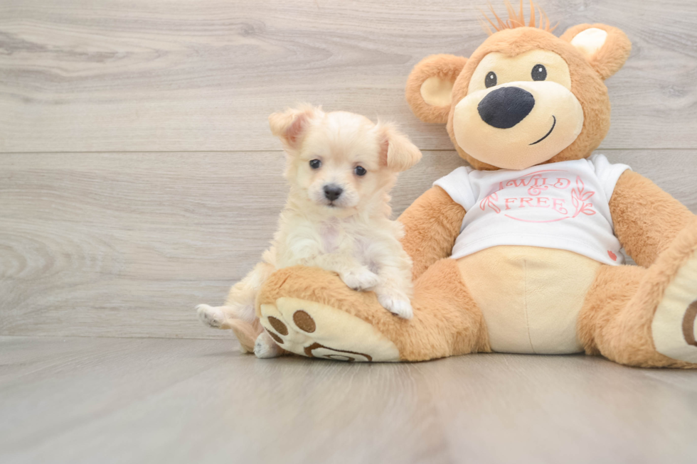 Best Maltipoo Baby