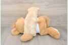 Maltipoo Puppy for Adoption