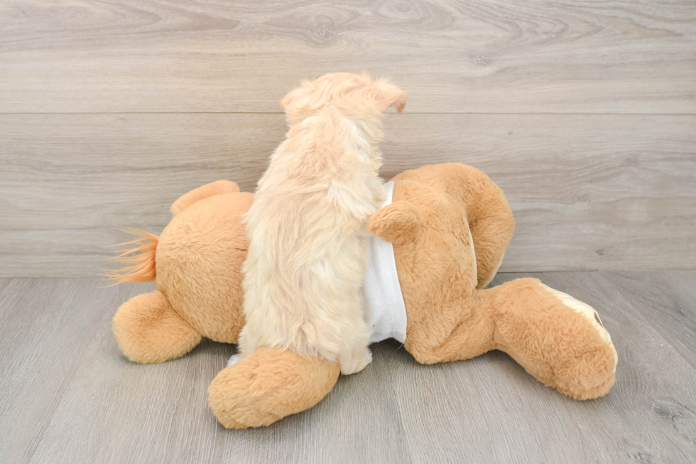 Maltipoo Puppy for Adoption