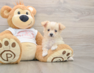 10 week old Maltipoo Puppy For Sale - Simply Southern Pups