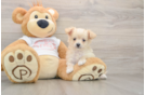 Energetic Maltese Poodle Poodle Mix Puppy