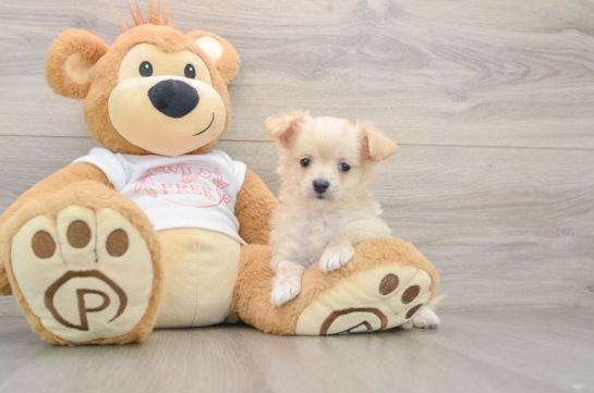 Energetic Maltese Poodle Poodle Mix Puppy